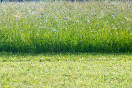 flower meadow in spring time with fresh mowed grass in frontの写真素材