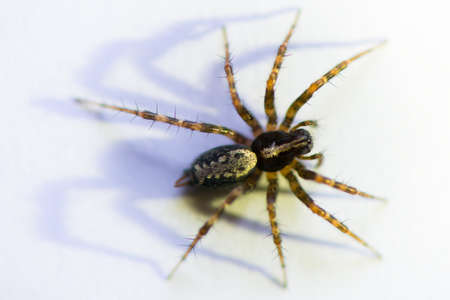 small spider on white with shadowの写真素材