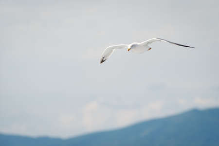 white sea gull with spreaded wings flying with mountain silhouetteの写真素材