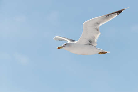 white elegant seagull flying with huge wings at blue skyの写真素材