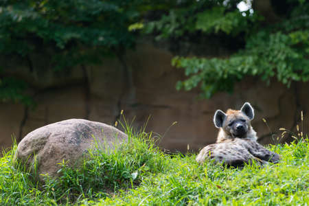 single brown hyena lying next rock in green grassの写真素材