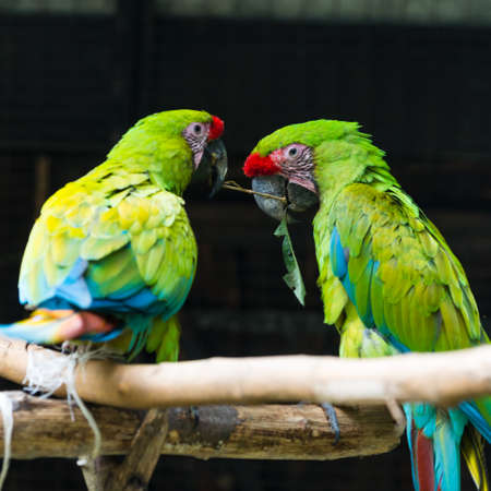two green red parrots struggle for one piece of wood