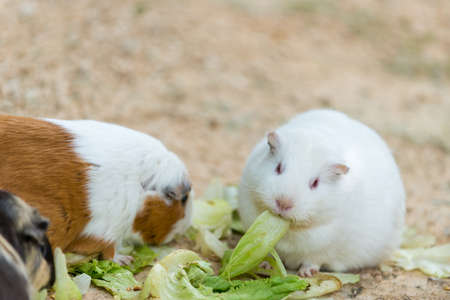 cute wild white rat and hamster eating grassの写真素材