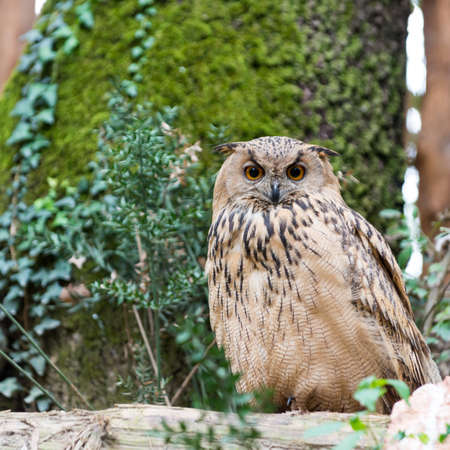 majestic wild allocco sitting on tree with green leafes in background