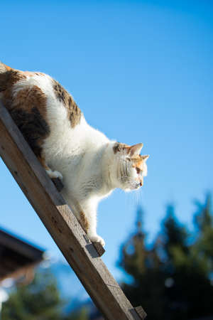 female cat walking down a woodenb ladder at blue skyの写真素材