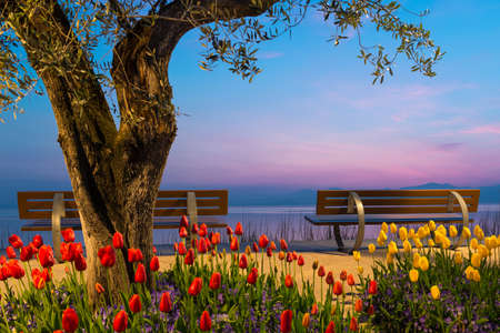 tree with tulip flowers and two seat benches before lake at sunsetの写真素材