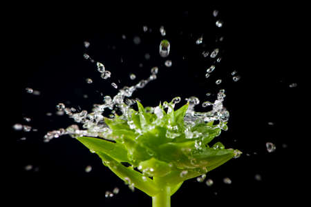 splashin water drops on green plant at black backgroundの写真素材