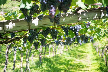 grapes hanging on vines at wine culivation in italyの写真素材