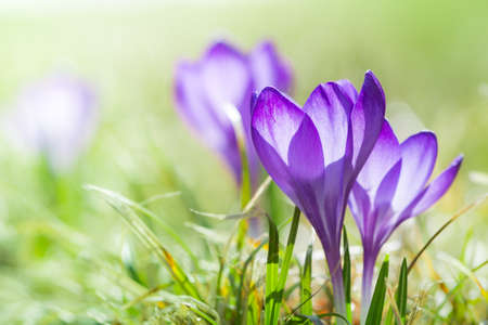 magenta crocus flower blossoms at spring with green grassの写真素材