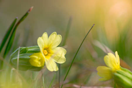 yellow blossom of common cowslip between grass at springの写真素材