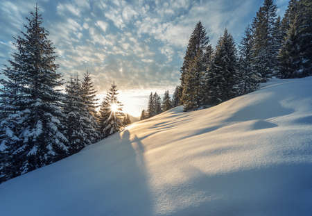 sunbeams thtough tree at winter mountain meadow in austriaの写真素材