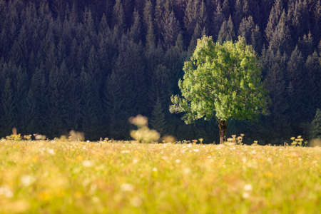 single tree in front of forest and meadow grass and flowers at autumn
