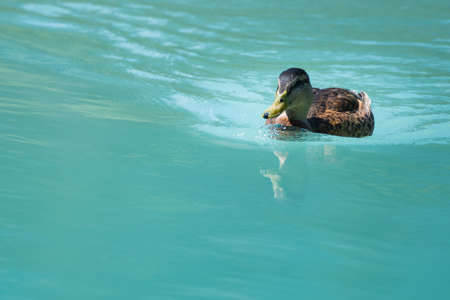 female duck swimming on cyan water with little reflectionの写真素材
