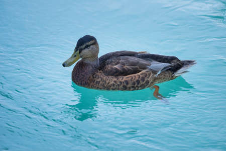 european female duck swims on blue river waterの写真素材