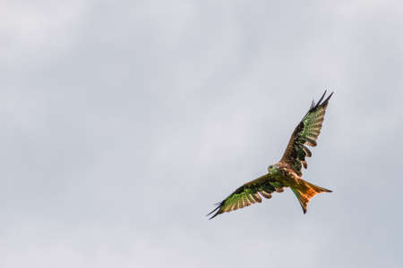 big red kite bird with huge wings flying high up in the skyの写真素材