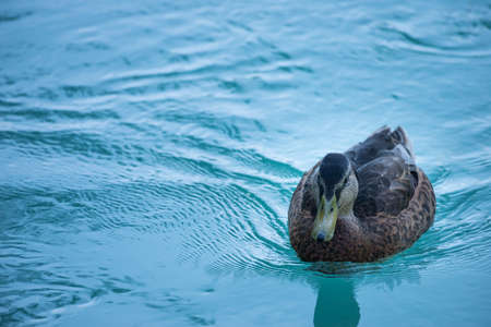 female duck swimming on blue water of river in austriaの写真素材
