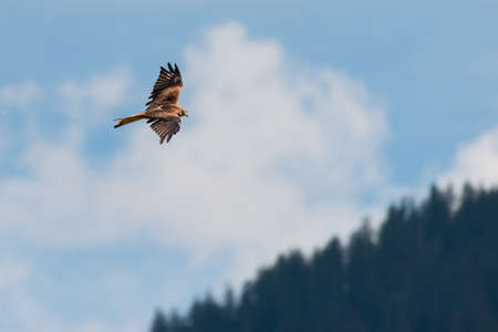 red kite bird flies hight above over forest and blue skyの写真素材