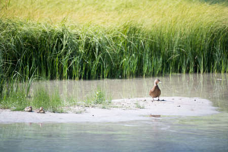 mother duck with baby ducks on sandbank before lake grassの写真素材