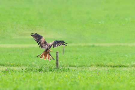 Common buzzard landing on wooden pole in green meadowの写真素材