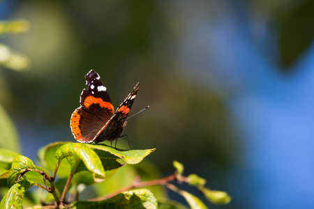 Vanessa atalanta butterfly with black orange wings sitting on green leafの写真素材