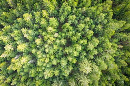 aerial drone view to green tree top of forest at springの写真素材