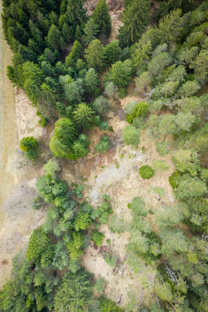 birds eye view aerial top view to trees of forest and green brown meadow