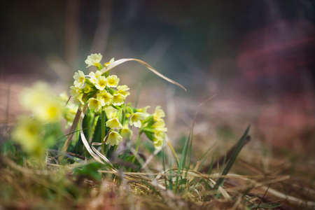common cowslip primrose flowers growing at spring in mystic lightの写真素材