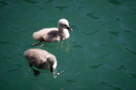 two fluffy baby swans swimming on green blue lake waterの写真素材