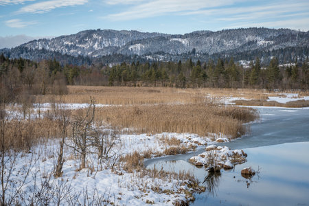 forested hill with frozen reeds in swamp area with ice flÃ¤cje and reflection from sky in winterの写真素材