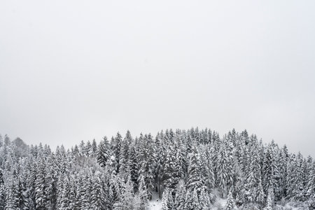 Horizontal winter background with white snow covered forest trees and white aboveの写真素材