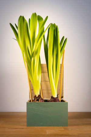 Green decorative hyacinths in wooden box planted against a white backgroundの写真素材
