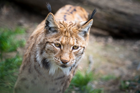 beautiful lynx with pointed hair on its ears in the wilderness looking for preyの写真素材