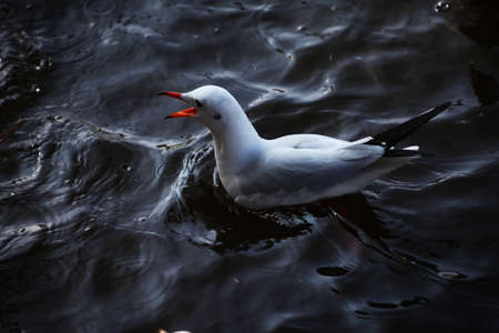 Seagull in the waterの写真素材