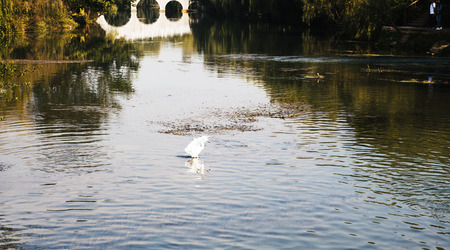 bird at Wetland Parkの写真素材