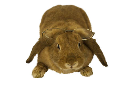 Rabbit with glasses watching the camera in front of a white backgroundの写真素材
