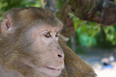 Young monkey against a background of green treesの写真素材