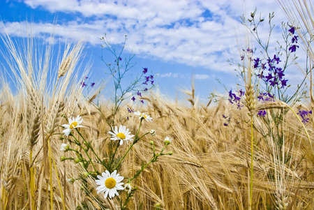 The field of cereal against a background of blue sky