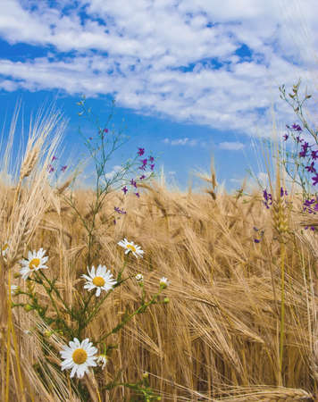 The field of cereal against a background of blue skyの写真素材
