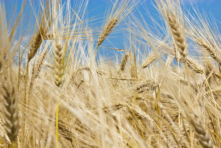 The field of cereal against a background of blue skyの写真素材