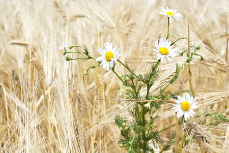 Camomile against a background of cerealの写真素材