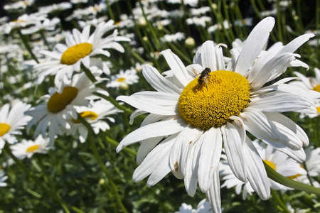 Flowers and bee in sunny dayの写真素材
