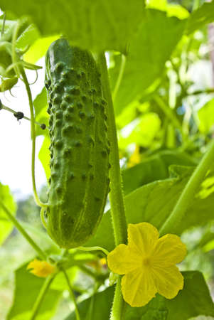 One green cocumber is grow on vegetableの写真素材