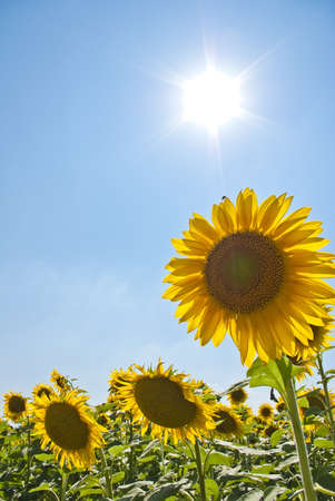 Sunflower against a background of clear blue sky の写真素材