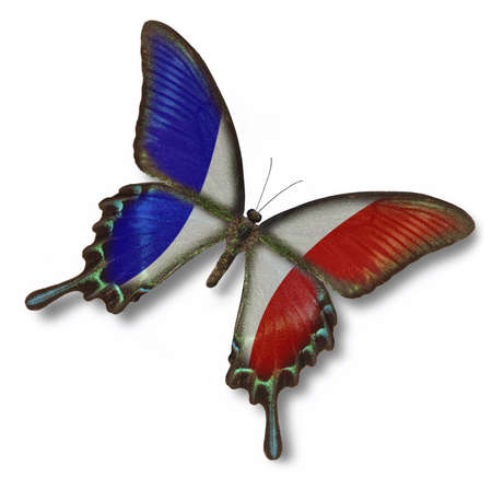 France flag on butterfly isolated on whiteの写真素材
