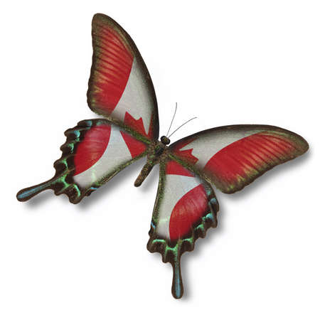 Canada flag on butterfly isolated on whiteの写真素材