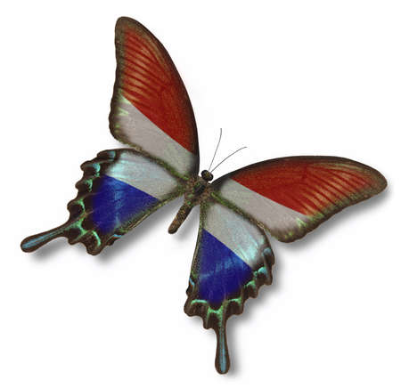 Netherlands flag on butterfly isolated on whiteの写真素材