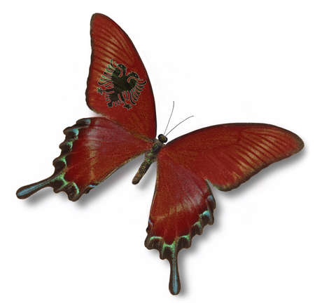 Albania flag on butterfly isolated on whiteの写真素材