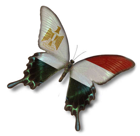 Egypt flag on butterfly isolated on whiteの写真素材