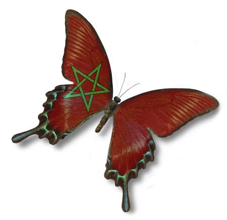 Morocco flag on butterfly isolated on whiteの写真素材