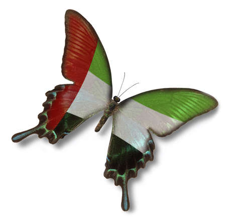 United Arab Emirates flag on butterfly isolated on whiteの写真素材